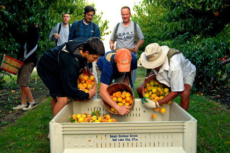 Volunteers pick peaches at north ogden peach orchard